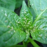 Lisne uši na sadnicama patlidžana: šta učiniti